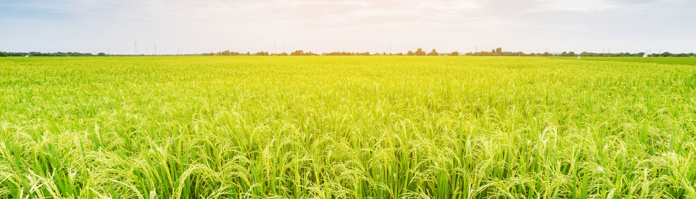 imagem de uma lavoura de arroz